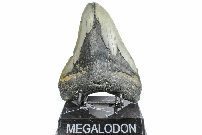 Bargain, Fossil Megalodon Tooth - North Carolina #165422